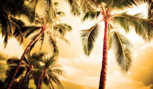 Preview wallpaper palm trees, kroner, lighting, evening