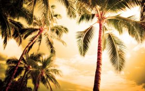 Preview wallpaper palm trees, kroner, lighting, evening