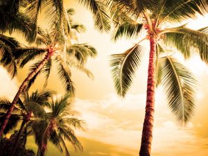 Preview wallpaper palm trees, kroner, lighting, evening