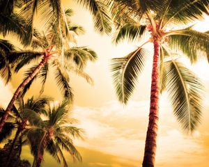 Preview wallpaper palm trees, kroner, lighting, evening