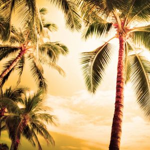 Preview wallpaper palm trees, kroner, lighting, evening