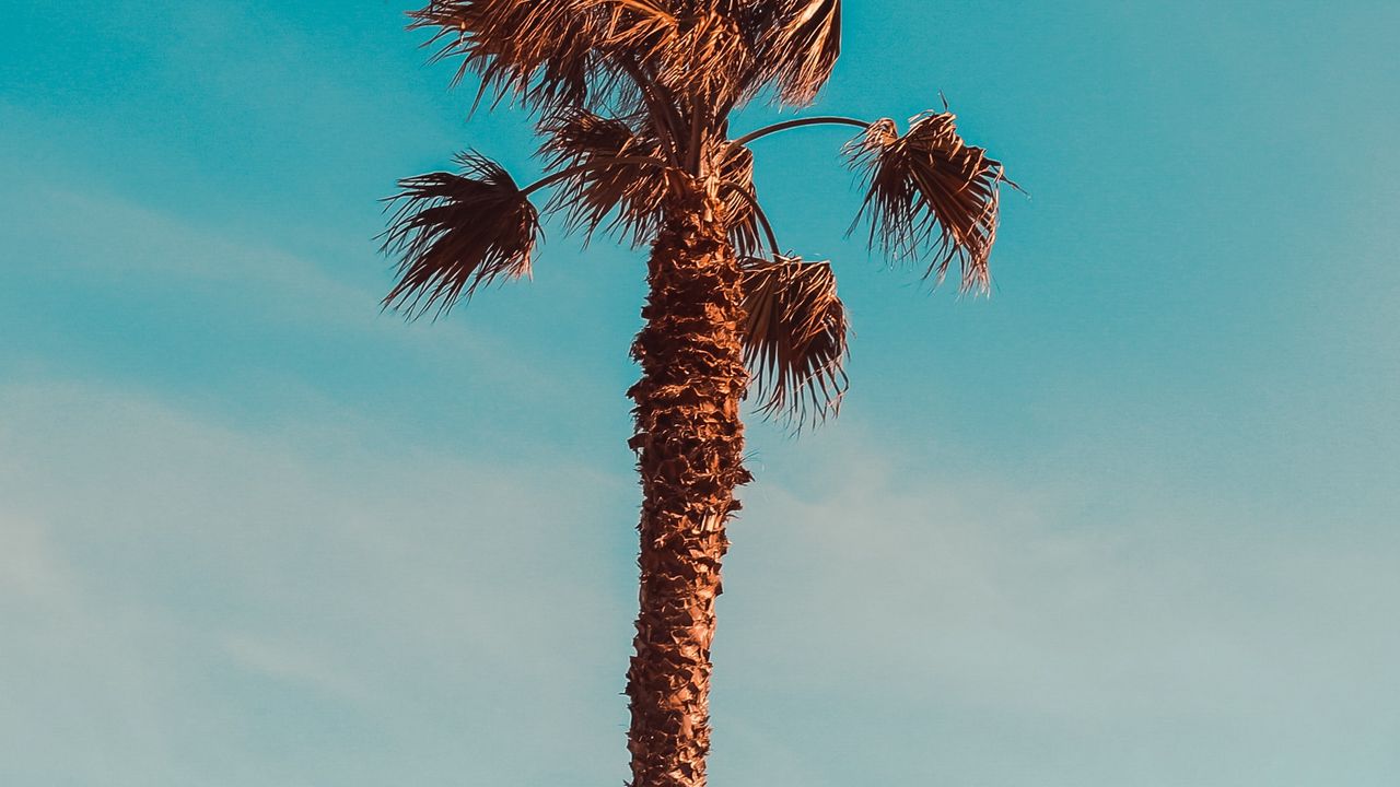 Wallpaper palm, trees, leaves