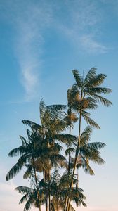 Preview wallpaper palm, trees, leaves, branches, sky