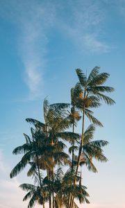 Preview wallpaper palm, trees, leaves, branches, sky