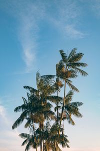 Preview wallpaper palm, trees, leaves, branches, sky