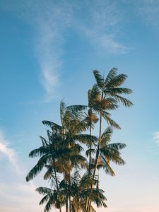 Preview wallpaper palm, trees, leaves, branches, sky