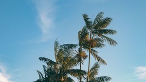 Preview wallpaper palm, trees, leaves, branches, sky