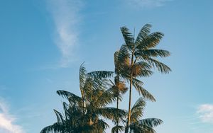 Preview wallpaper palm, trees, leaves, branches, sky