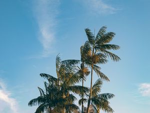 Preview wallpaper palm, trees, leaves, branches, sky