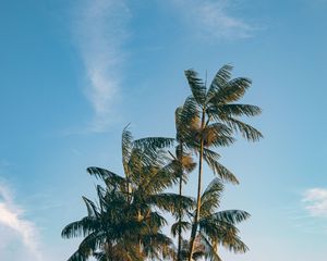 Preview wallpaper palm, trees, leaves, branches, sky