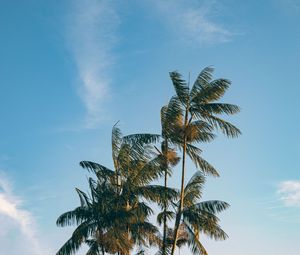 Preview wallpaper palm, trees, leaves, branches, sky