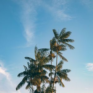 Preview wallpaper palm, trees, leaves, branches, sky