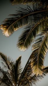Preview wallpaper palm trees, leaves, bottom view, tropics