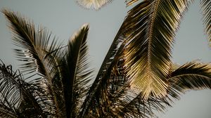 Preview wallpaper palm trees, leaves, bottom view, tropics