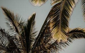 Preview wallpaper palm trees, leaves, bottom view, tropics