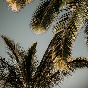 Preview wallpaper palm trees, leaves, bottom view, tropics