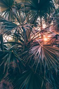 Preview wallpaper palm trees, leaves, branches, rays, sunlight