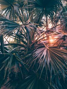 Preview wallpaper palm trees, leaves, branches, rays, sunlight
