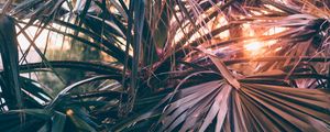 Preview wallpaper palm trees, leaves, branches, rays, sunlight