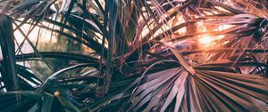 Preview wallpaper palm trees, leaves, branches, rays, sunlight