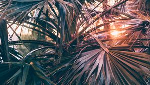 Preview wallpaper palm trees, leaves, branches, rays, sunlight