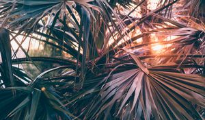 Preview wallpaper palm trees, leaves, branches, rays, sunlight