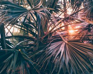 Preview wallpaper palm trees, leaves, branches, rays, sunlight