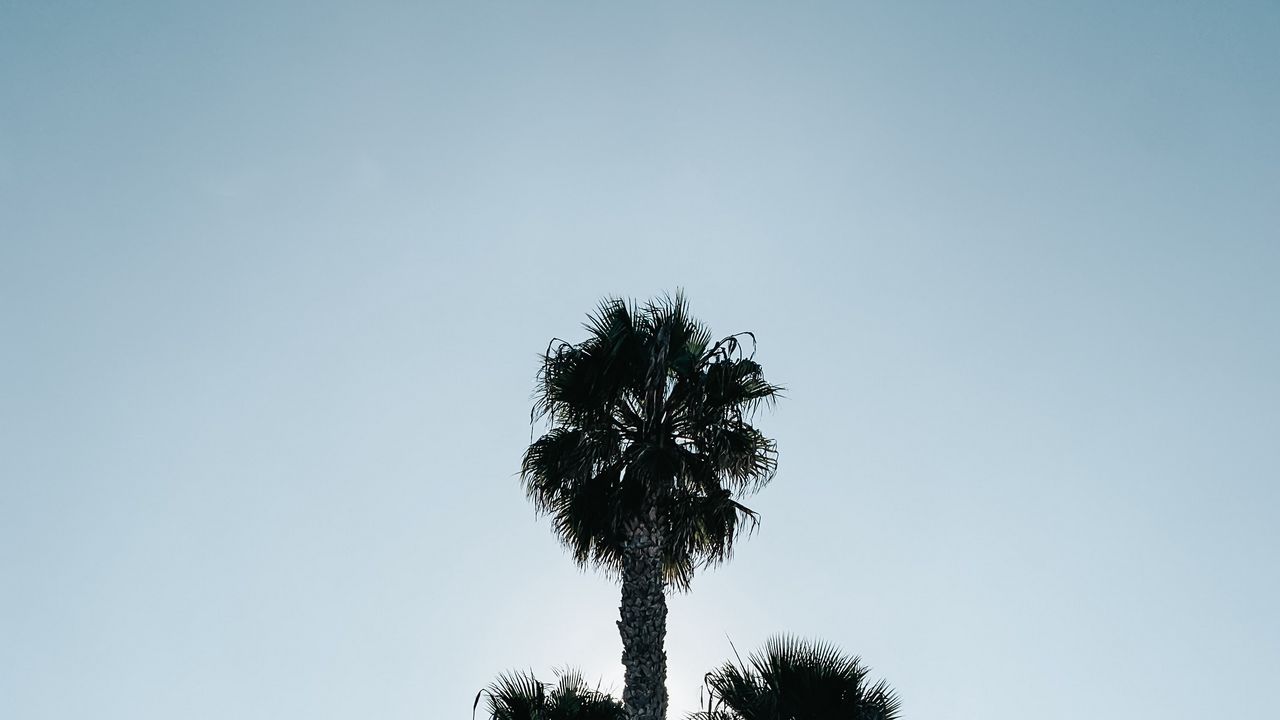 Wallpaper palm trees, leaves, branches, sky