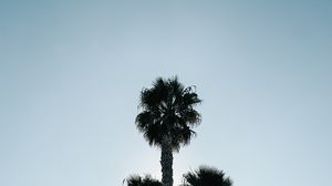 Preview wallpaper palm trees, leaves, branches, sky
