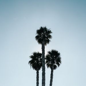 Preview wallpaper palm trees, leaves, branches, sky