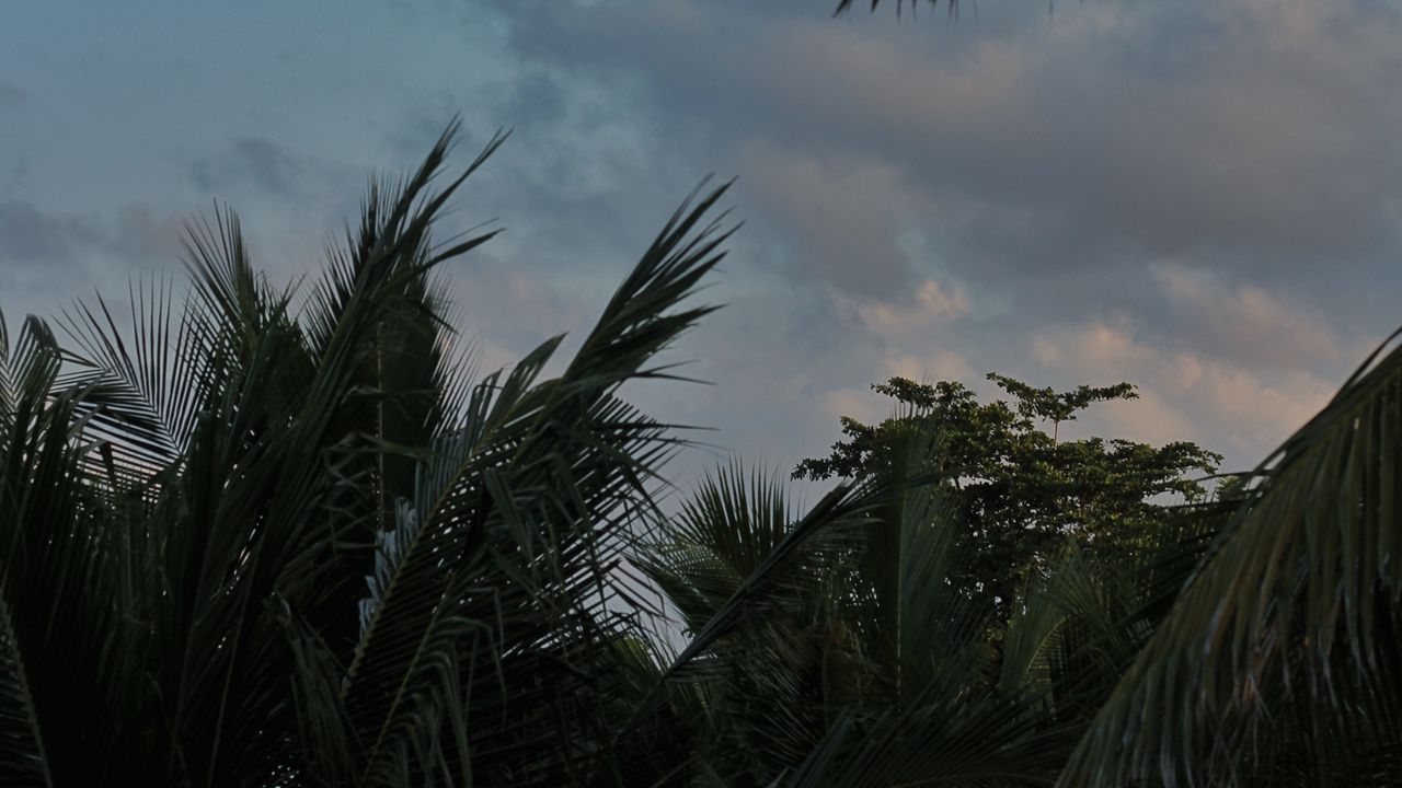 Wallpaper palm trees, leaves, clouds, tropics