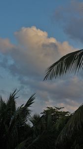 Preview wallpaper palm trees, leaves, clouds, tropics