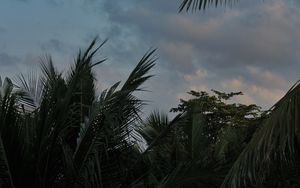 Preview wallpaper palm trees, leaves, clouds, tropics