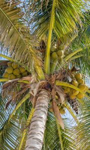 Preview wallpaper palm trees, leaves, coconuts, tropics