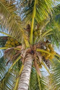 Preview wallpaper palm trees, leaves, coconuts, tropics