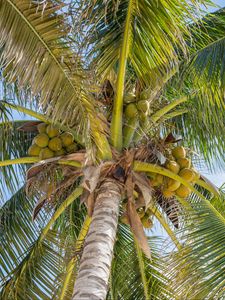 Preview wallpaper palm trees, leaves, coconuts, tropics