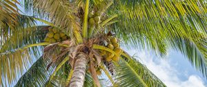 Preview wallpaper palm trees, leaves, coconuts, tropics