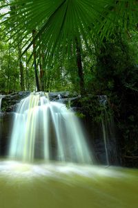 Preview wallpaper palm trees, leaves, falls, jungle, thickets, tropics, hot, humidity, greens