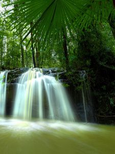 Preview wallpaper palm trees, leaves, falls, jungle, thickets, tropics, hot, humidity, greens