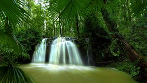 Preview wallpaper palm trees, leaves, falls, jungle, thickets, tropics, hot, humidity, greens