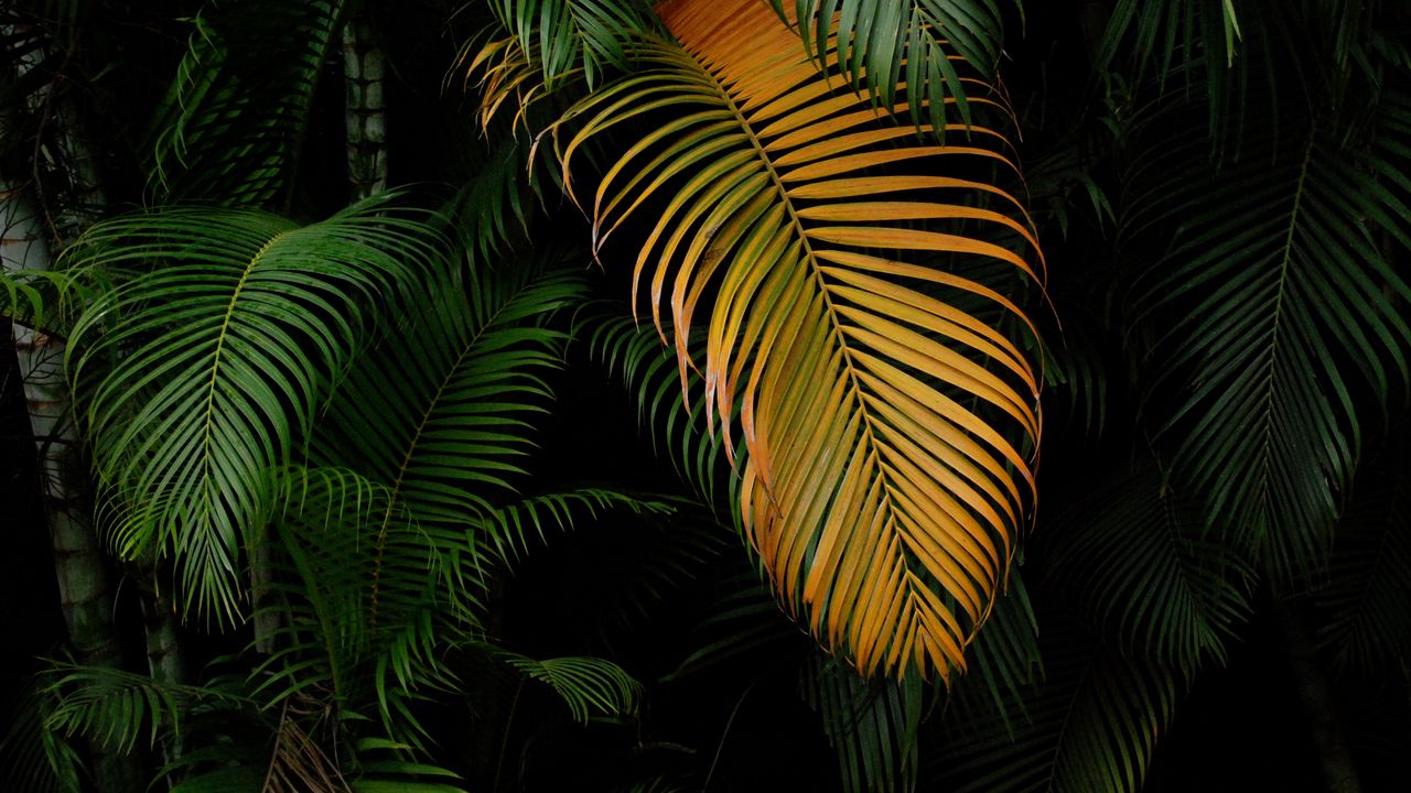 Wallpaper palm trees, leaves, macro, green