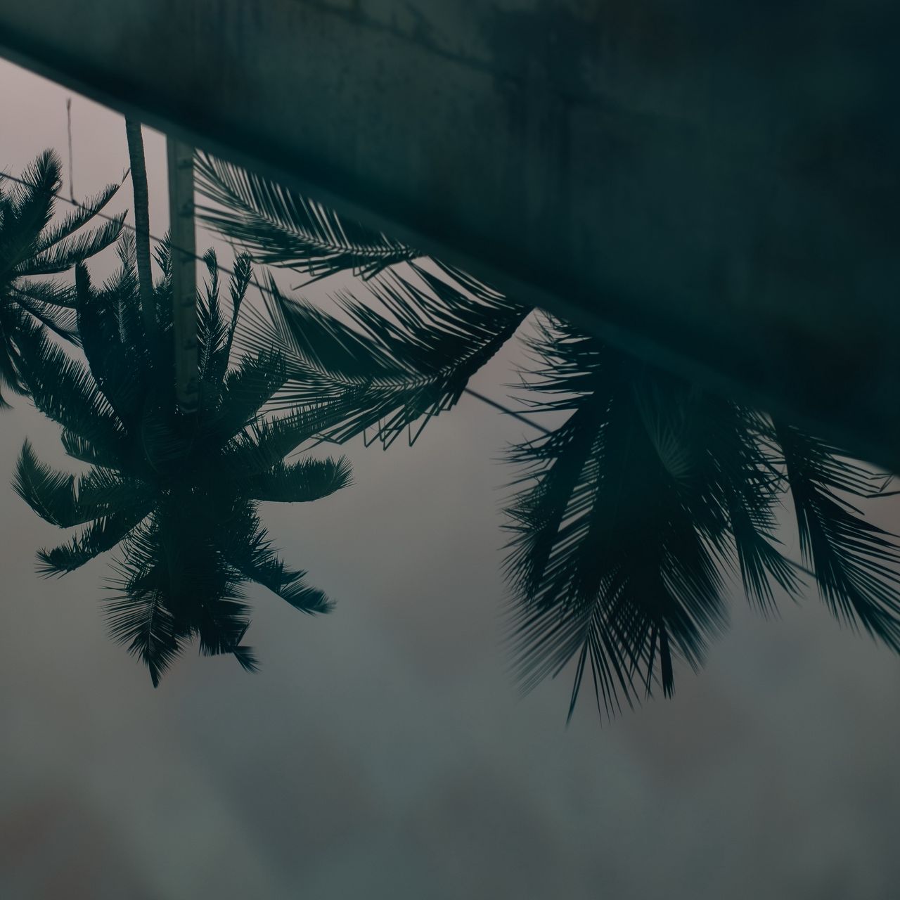 1280x1280 Wallpaper palm trees, leaves, reflection, water