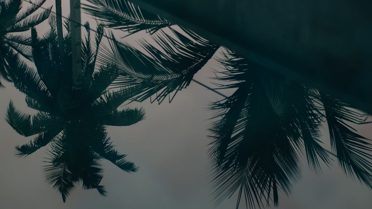 Wallpaper palm trees, leaves, reflection, water hd, picture, image