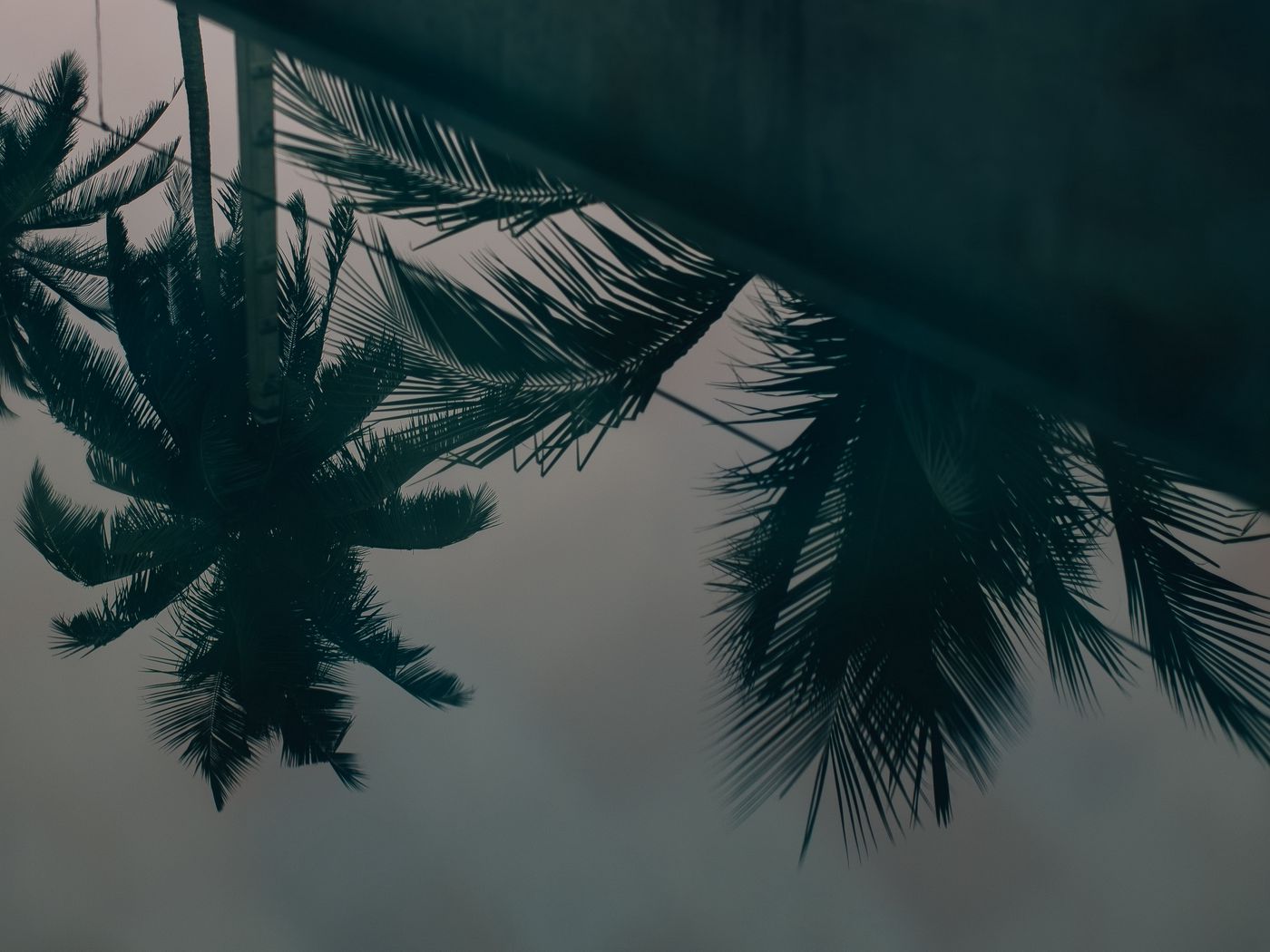 1400x1050 Wallpaper palm trees, leaves, reflection, water