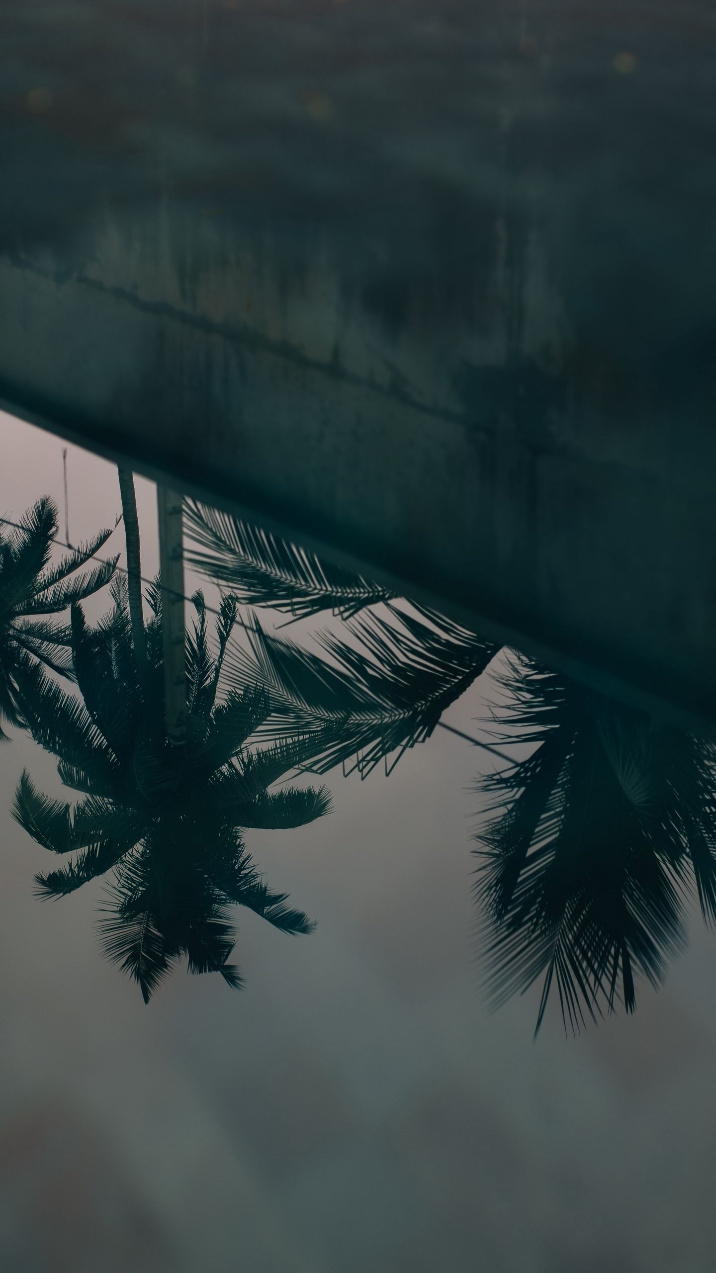 1440x2560 Wallpaper palm trees, leaves, reflection, water