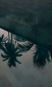 Preview wallpaper palm trees, leaves, reflection, water