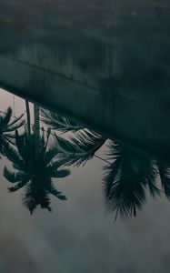 Preview wallpaper palm trees, leaves, reflection, water