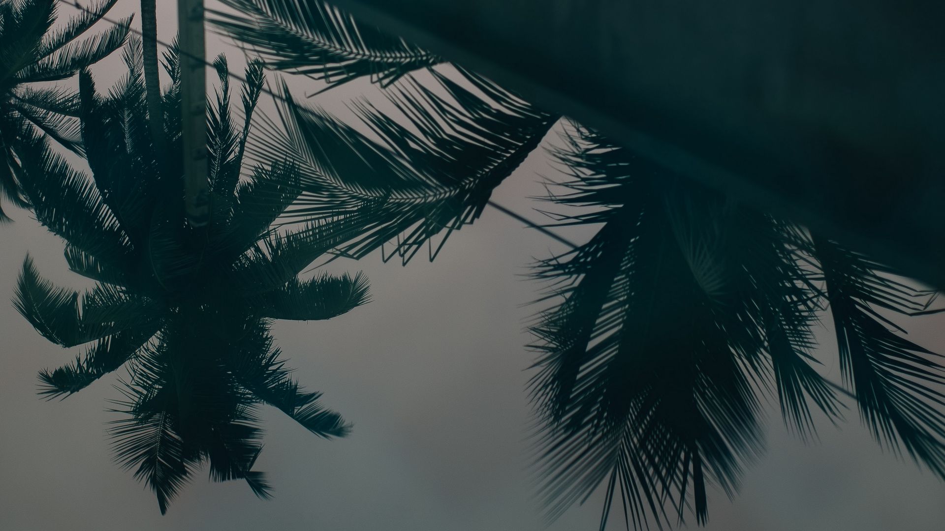 1920x1080 Wallpaper palm trees, leaves, reflection, water