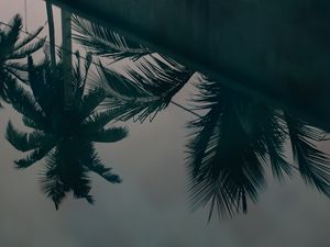 Preview wallpaper palm trees, leaves, reflection, water