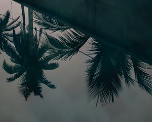 Preview wallpaper palm trees, leaves, reflection, water